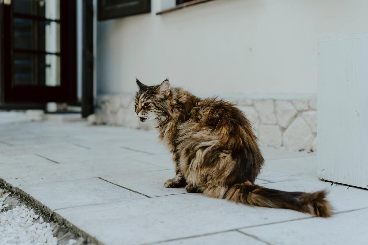 Vincent Apartman Kazimierz Dolny Kültér fotó